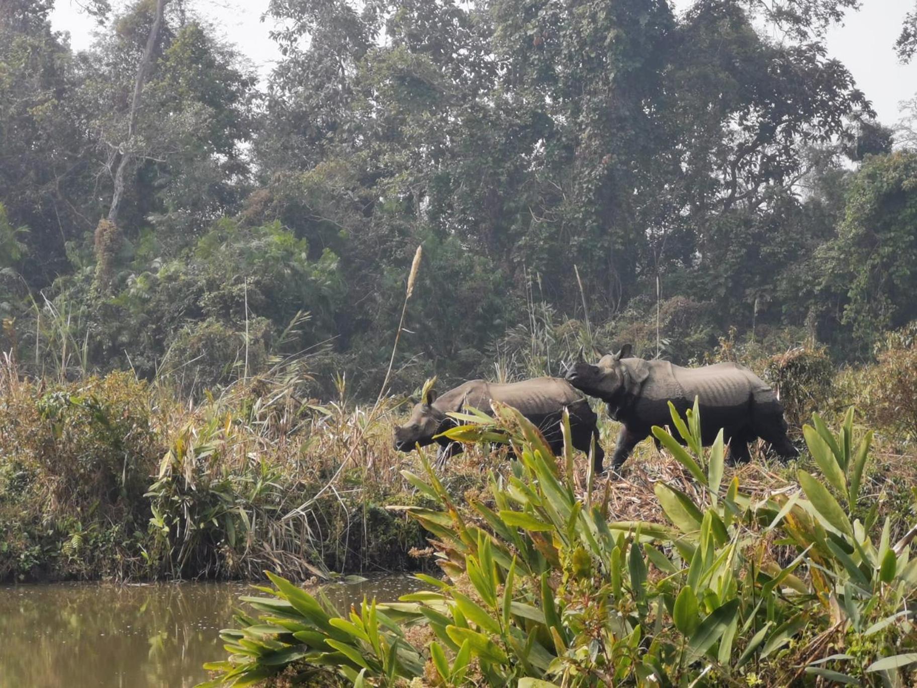 Bamby Chilling House - Feel The Nature Sauraha Exteriör bild